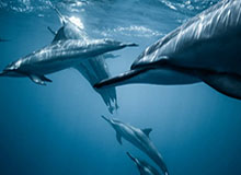 亚博体育APP：让体育竞猜更有温度的智能体验